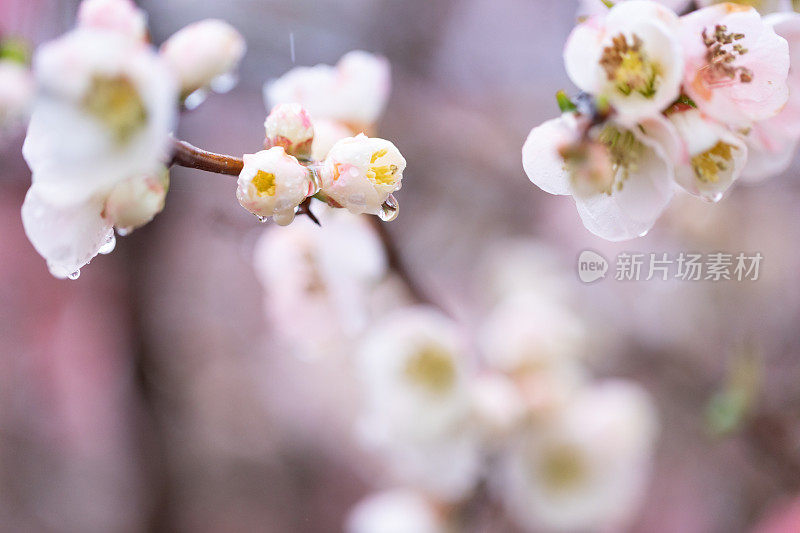 桃花盛开了