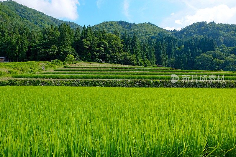 夏日田园风光