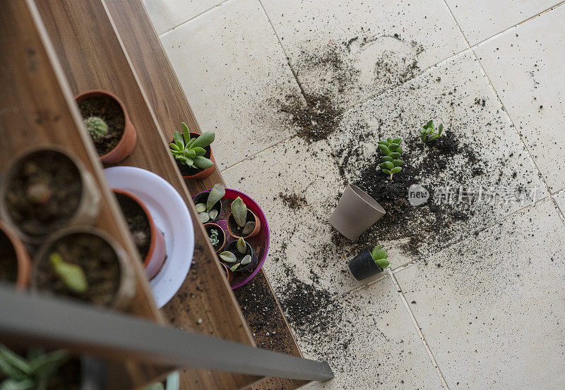 孩子掉在厨房地板上打碎了一个花盆，花盆里种着绿色多肉的植物