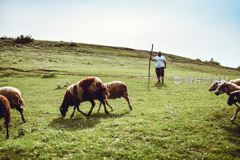 秃顶的男牧羊人看着他的羊，而他们吃草