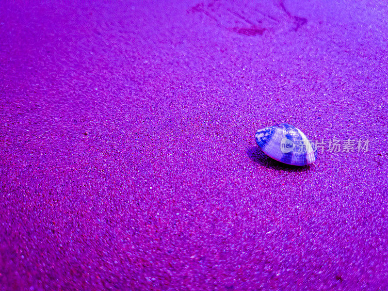 海滩上美丽的紫色贝壳