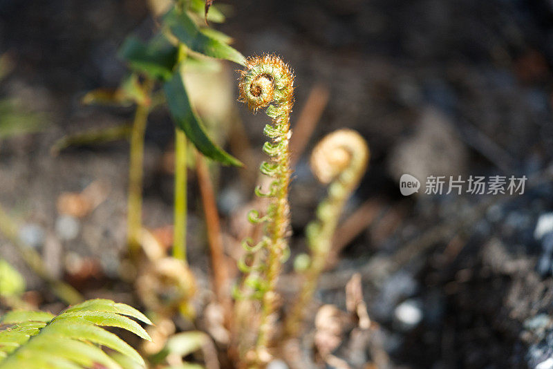 蕨类植物