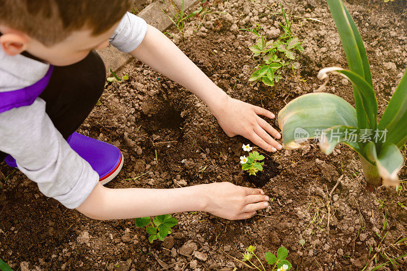 一个小男孩在播种草莓。环境保护。