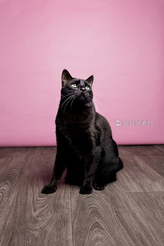 黑猫在粉红色背景下摆姿势拍照