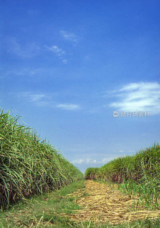 甘蔗种植园，委内瑞拉