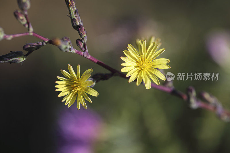 带刺莴苣的黄色花