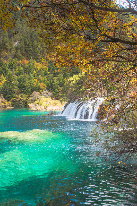 森林和树木景观纹理背景，色彩斑斓的自然景观风景亚丁，香格里拉，中国，西藏山区的秋天