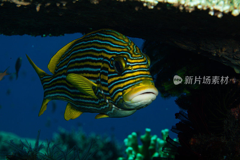 热带鱼，海洋生物，