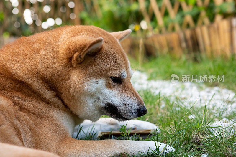 柴犬的肖像看起来很累