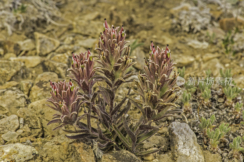 矮画笔，古狐尾松林;因约国家森林，白山，加利福尼亚州;semi-parasitic植物