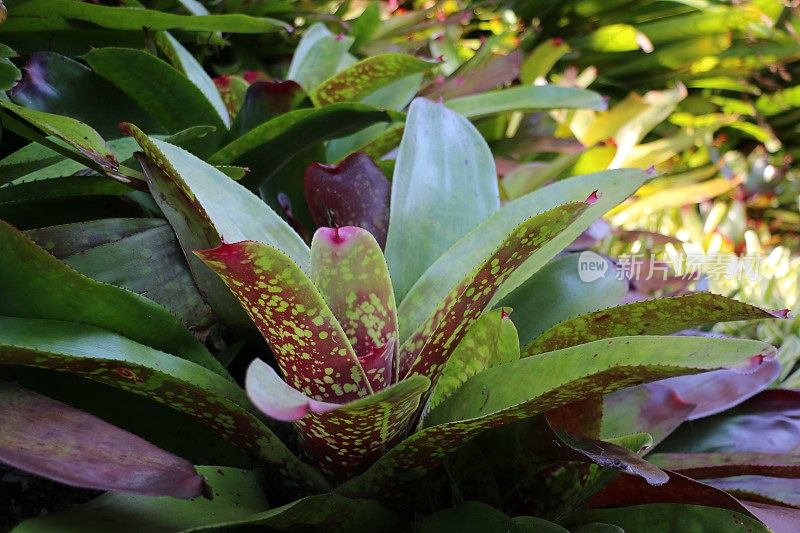 凤梨科植物Neoregelia品种