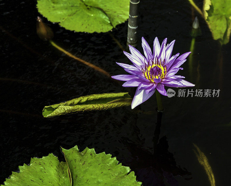 薰衣草睡莲漂浮在池塘上