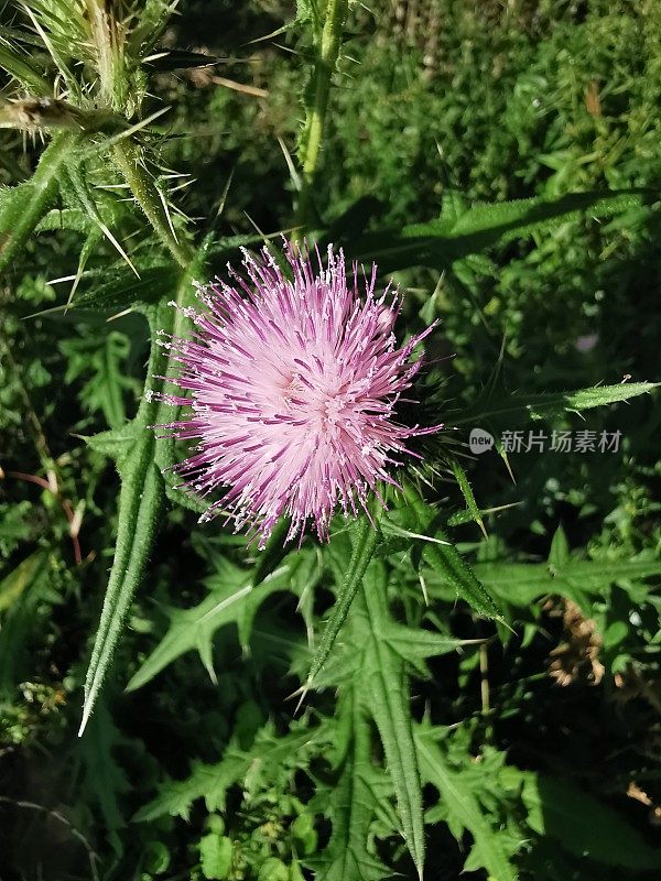 特兰斯凯的野花