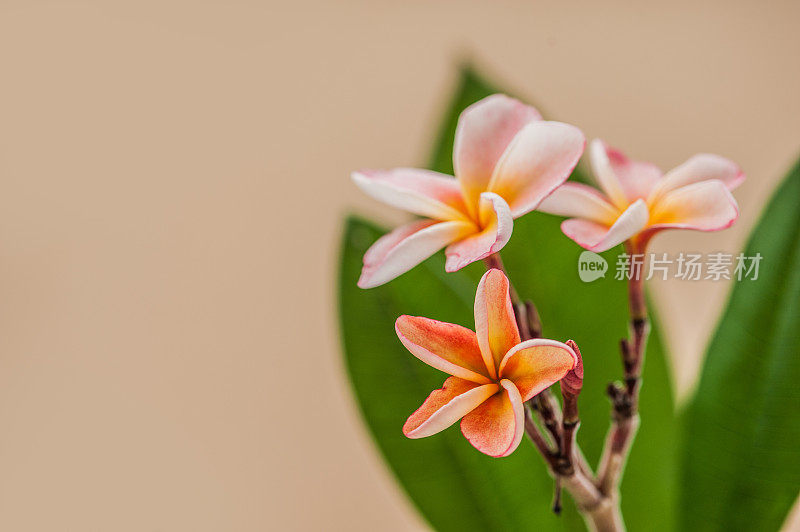 美丽的黄粉鸡蛋花或鸡蛋花特写(寺庙树)