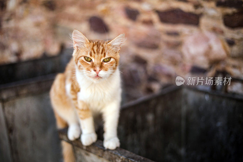 流浪猫爬砂和对动物的爱