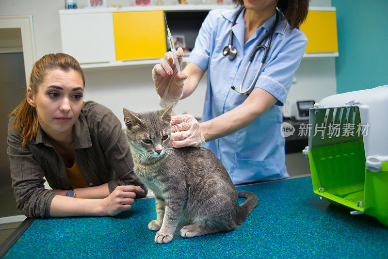 兽医给美丽的灰猫接种疫苗