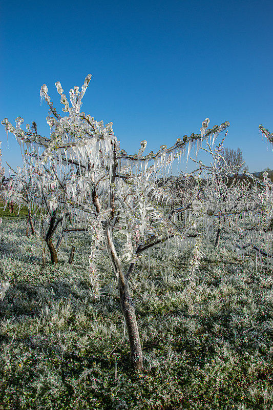 为防霜冻而对果园里的樱桃树施加雨夹雪