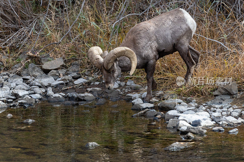 大角羊在浅河里饮水