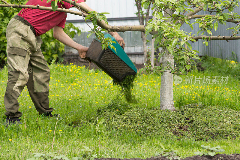 一名男子在苹果树下吸着正在割草的割草机里的草来覆盖土壤。解放割草机里的捕草者