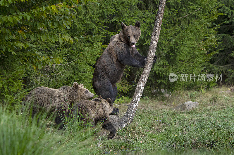 棕熊妈妈带着幼崽，喀尔巴阡，特兰西瓦尼亚