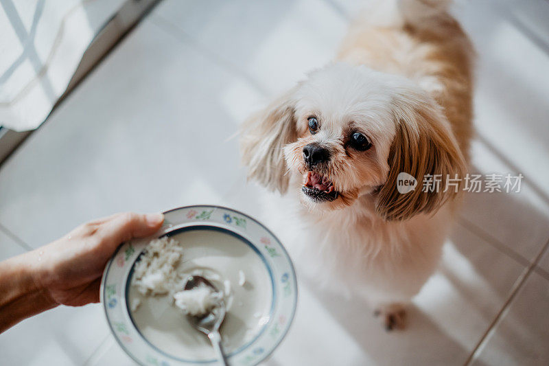 等待喂食的狗