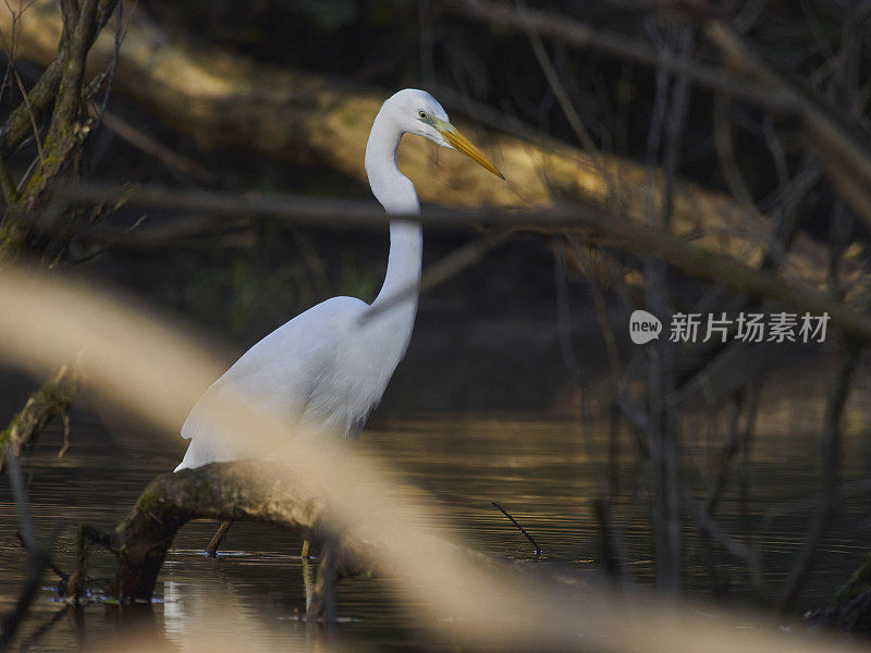 白苍鹭