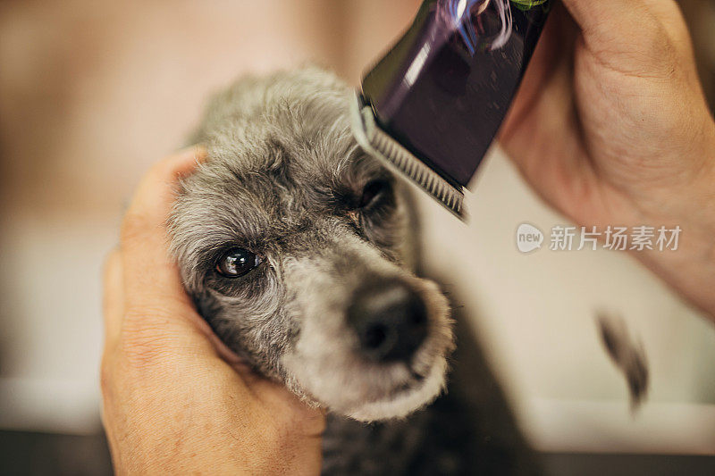 狗美容师用剪子剪灰狮子狗的毛
