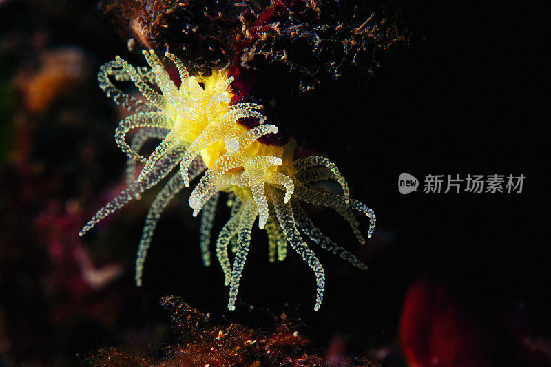 海洋生物水肺潜水员眼中的黄色软珊瑚
