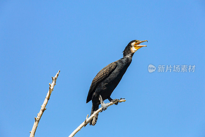 伏尔加河蓝天下的大鸬鹚