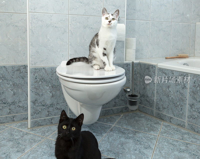 两只猫上厕所
