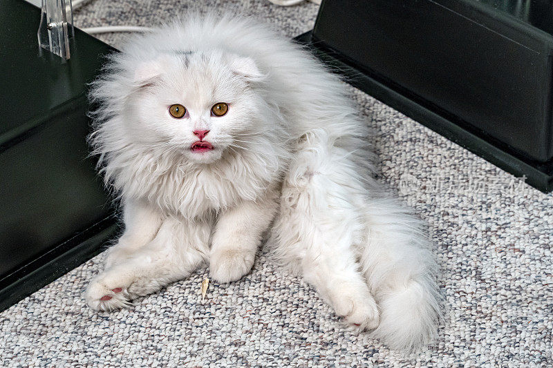 顽皮的白色，长毛苏格兰折叠小猫坐在地毯上