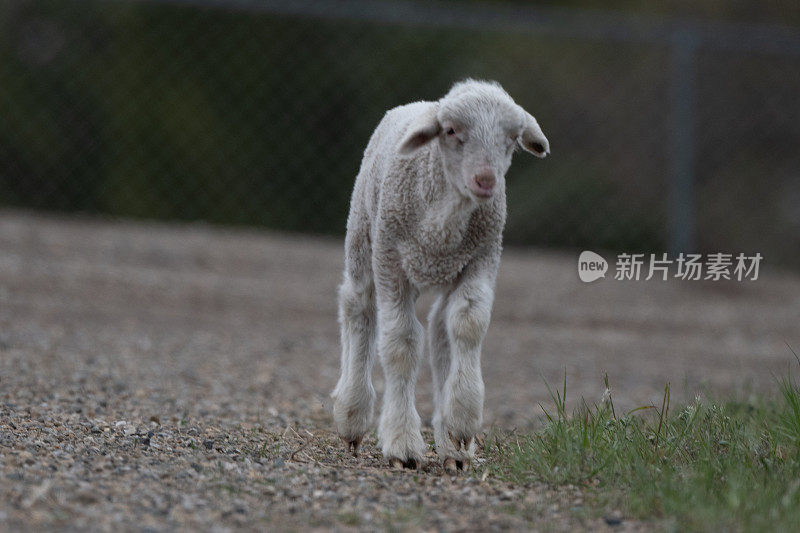 小羊羔逃离农场，发现草地更绿