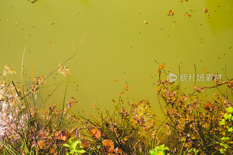 湖水中的蝌蚪、青蛙和植物