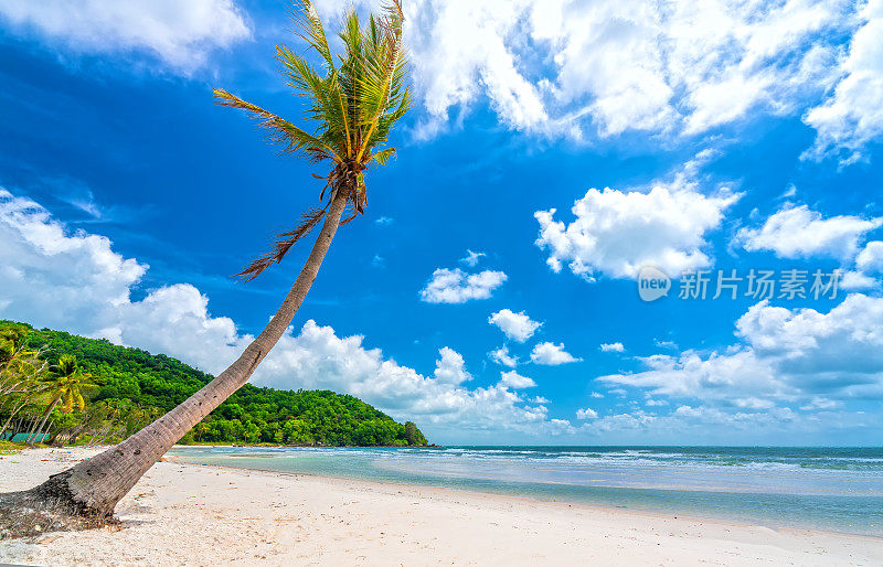 美丽的Sao沙滩上的热带棕榈树海景