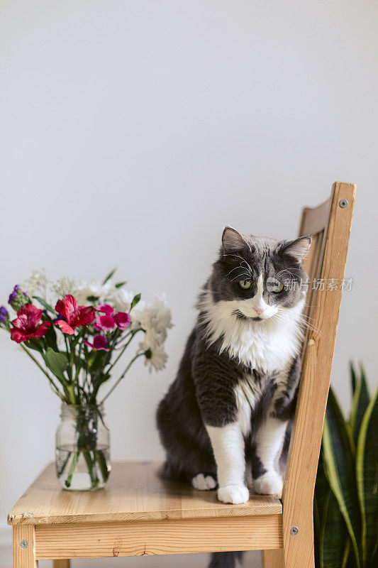 大灰白相间的猫拿着一束花坐在椅子上
