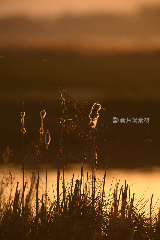 春天日落时，在湖边的芦苇和阔叶香蒲