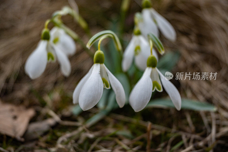 早春雪花莲，雪花莲