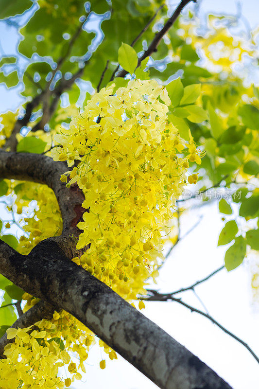 决明子树黄色开花