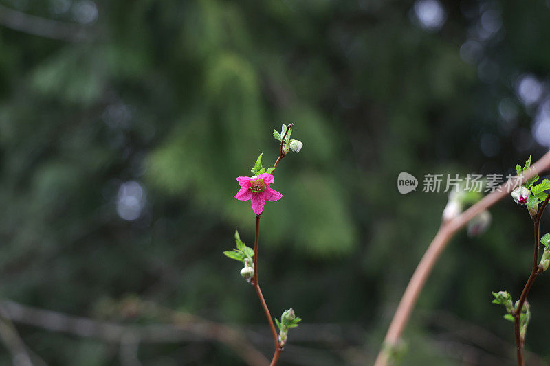 在春天，一种鲑莓早开花