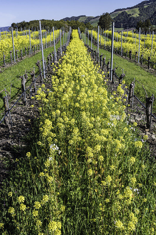 田间芥菜，油菜，种植在葡萄园作为覆盖作物，将抑制杂草和土壤传播的害虫。加州的索诺玛县。春天在葡萄园里种植这种来自欧洲的外来植物。芸苔属植物拉伯