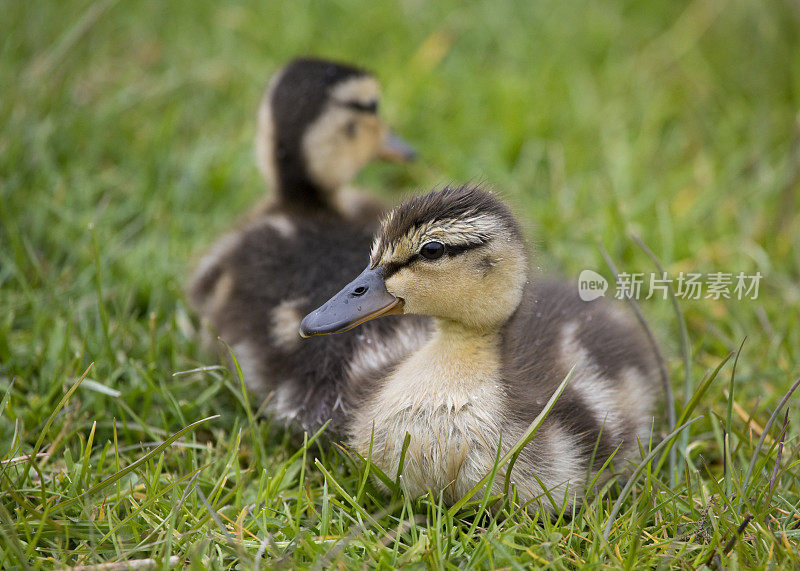 英国北约克郡，两只可爱的春天野鸭。