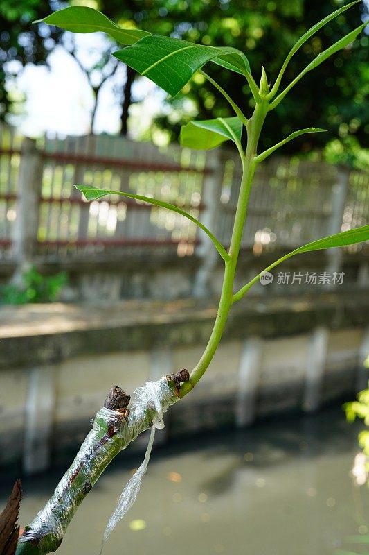 用胶带包裹树枝嫁接芒果树梢