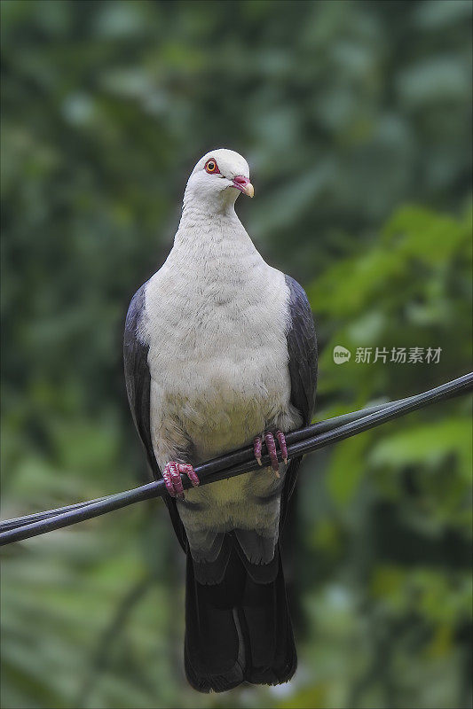 白鸽(白鸽)