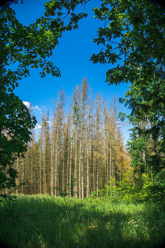 气候变化和干旱导致云杉死亡——德国森林死亡