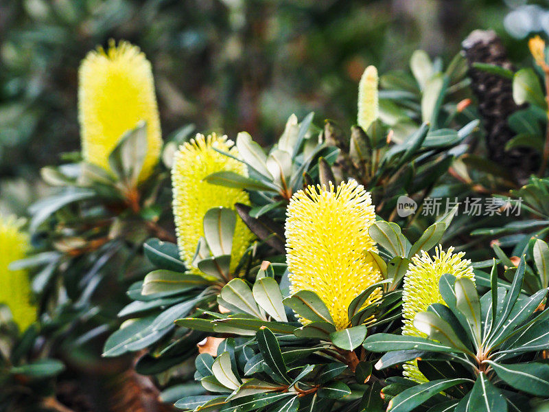 沿海山龙眼花