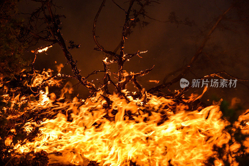 环境灾难——野火摧毁了森林和数百万棵树