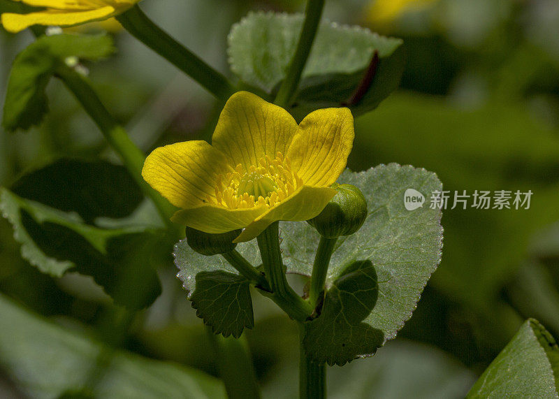 毛茛属，毛茛属。