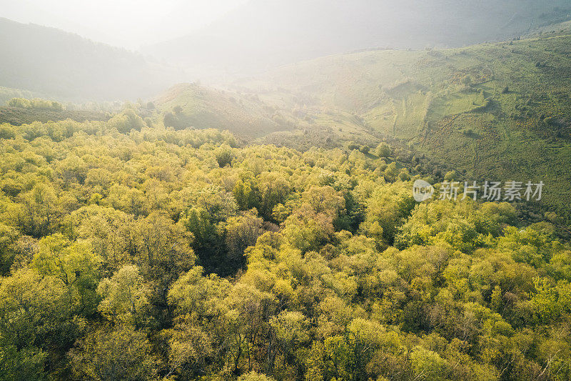 森林山坡的风景