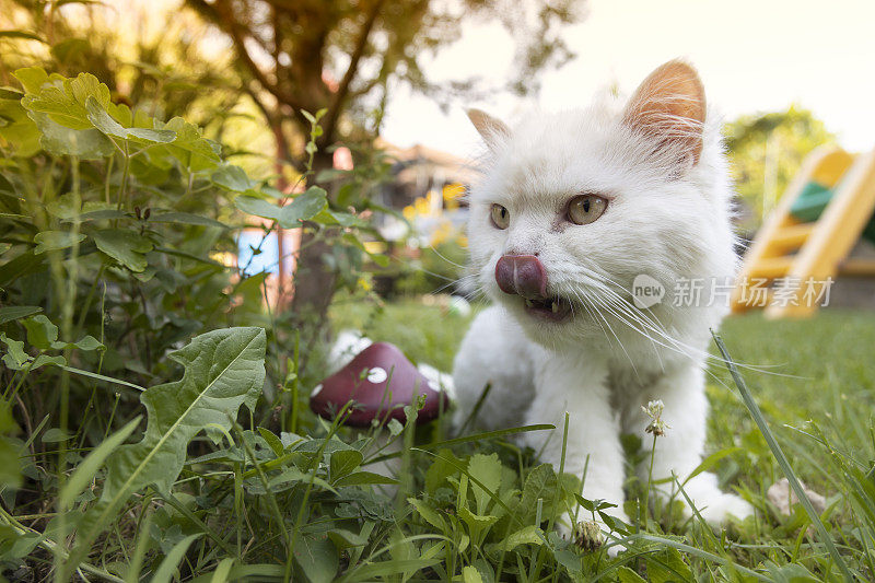 一只白猫在花园里散步。住在房子里的家猫。