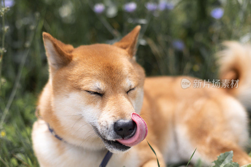 快乐的狗。微笑的柴犬，生活方式意象快乐和满足的狗户外(花园或公园)，享受生活